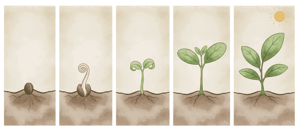 Cum cresc plantele în grădină