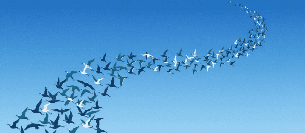 空[そら] を 飛[と]ぶ 鳥[とり] たち