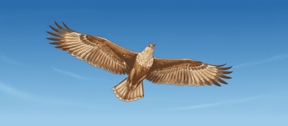Il volo degli uccelli
