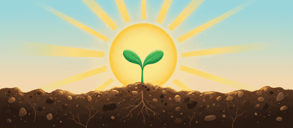 Kuinka kasvi kasvaa?