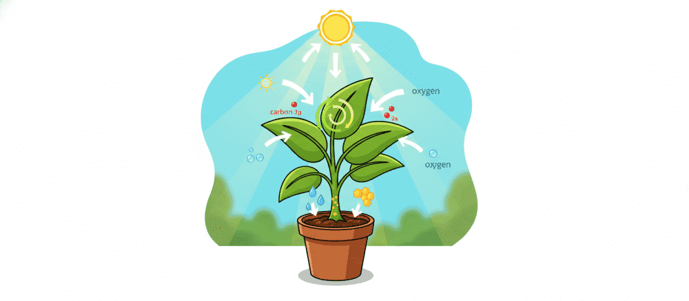植物(zhíwù)[植物] 如何(rúhé)[如何] 制造(zhìzào)[製造] 食物(shíwù)[食物]