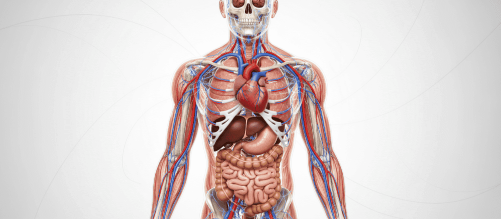 Ciało Człowieka: Niesamowita Podróż od Początku do Dziś